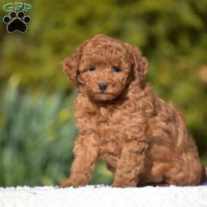Karson, Miniature Poodle Puppy